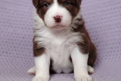 Австралийская овчарка , девочка