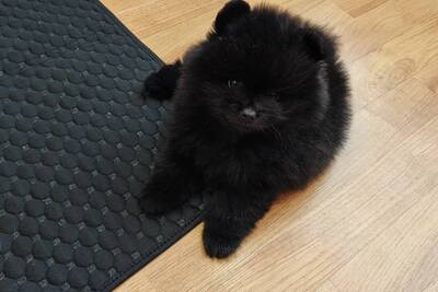 Мальчик померанского шпица