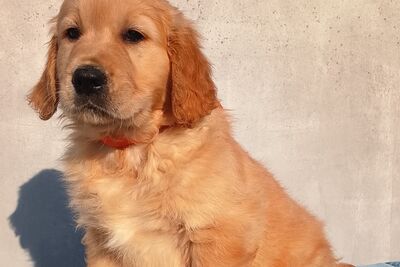 Мальчик золотистого ретривера