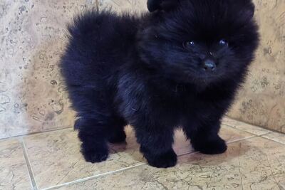 Мальчик померанского шпица