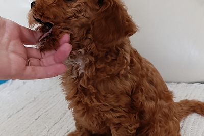 Той-пудель девочка