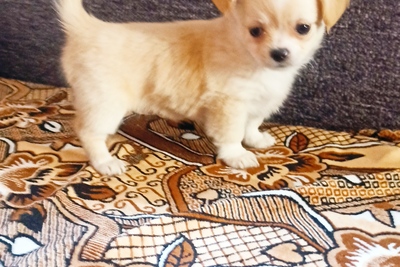 Девочка чихуахуа