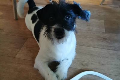 Отдам щенка в добрые руки