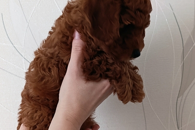 Той-пудель девочка