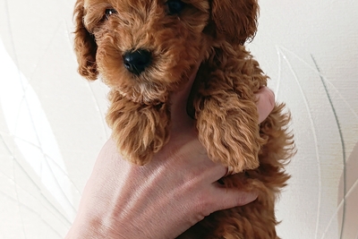 Той-пудель девочка