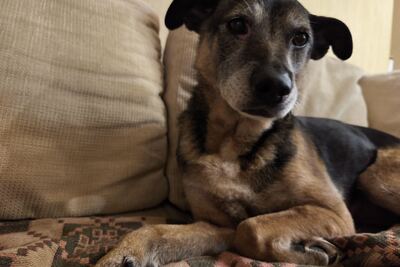 Взрослая собака серьезному Человеку