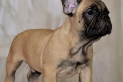 Продам  щенка