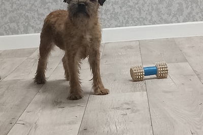 Бордер терьер щенок