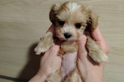 Мальтипу ф1 девочка болонка /пудель