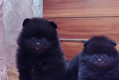 Мальчик померанского шпица