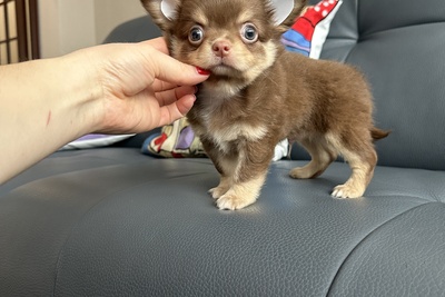 Малыш чихуахуа