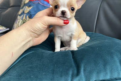 Мини девочка чихуахуа