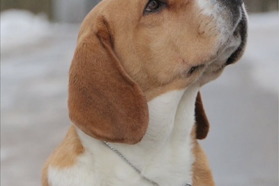 Титулованная девочка бигль