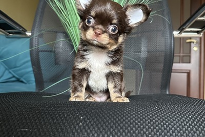 Шоколадная девочка чихуахуа кобби тип