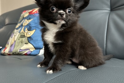 Мальчик уголек чихуахуа