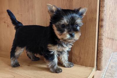 Щенки йоркширского терьера.