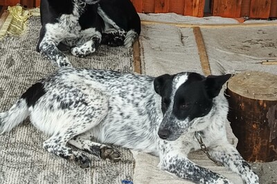 Собаки-девочки Люся и Ева в поисках семьи (охрана, охота, компаньон)