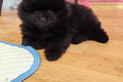 Померанский шпиц мальчик.