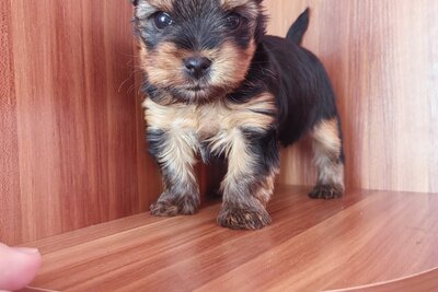 Щенки йоркширского терьера