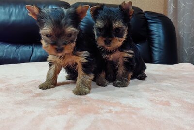 Йоркширский терьер.