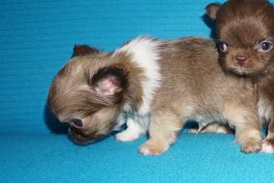 Чихуахуа  мальчики и девочки