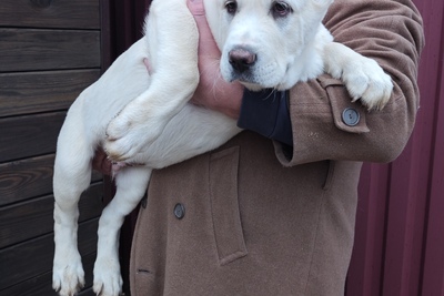 Щенки САО алабаев