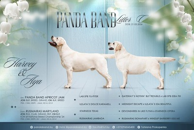 Высокопородные щенки лабрадора ретривера. Минск