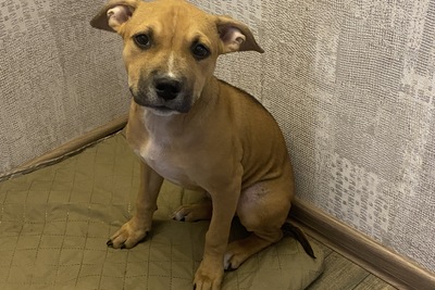 Американский стаф