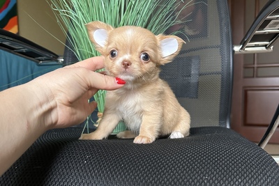 Девочка чихуахуа