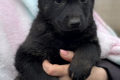 Малышки ищут мам, пап