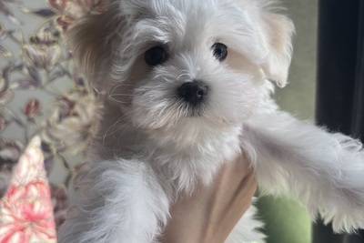 Мальтийская болонка