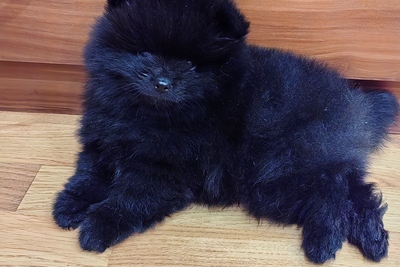 Померанский шпиц мальчик.