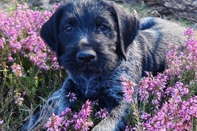 Щенки дратхаара