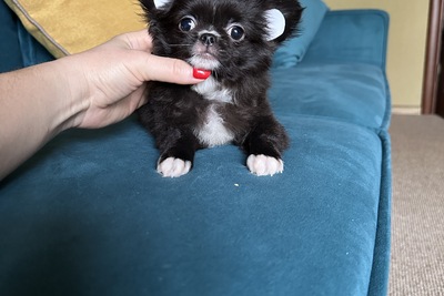 Мальчик чихуахуа