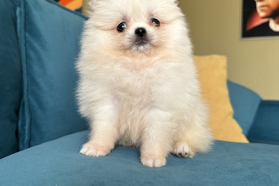 Мини девочка померанский шпиц