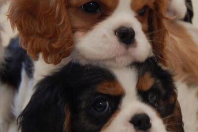 щенки кавалер кинг чарльз спаниель
