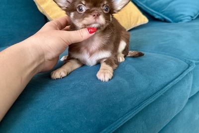 Шоколадная девочка чихуахуа