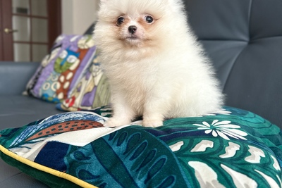 Мини мальчик померанский шпиц