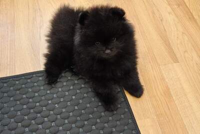 Мальчик померанского шпица