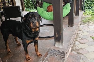 Отдам ротвейлера в очень добрые руки