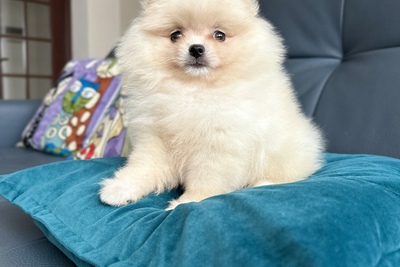 Девочка померанский шпиц