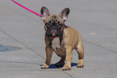 Щенки фрацуза