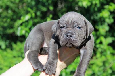 щенки кане корсо