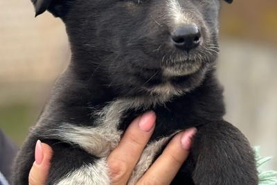 Бутусики ищут дом