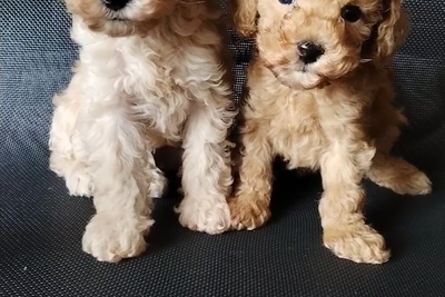 Пудель с родословной карликовый /той мальчик