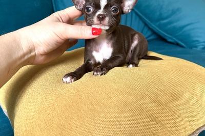 Мини шоколадный мальчик чихуахуа