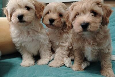 Щенки мальтипу f1