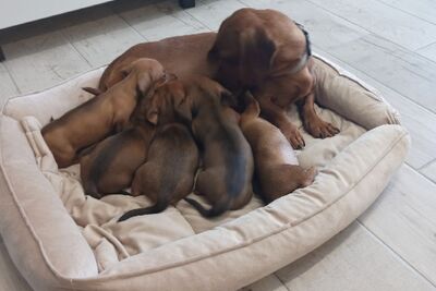 Щенок карликовой таксы