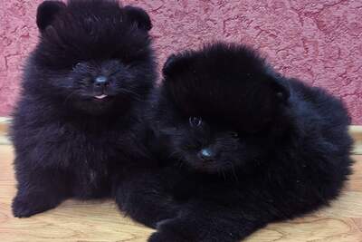 Мальчик померанского шпица