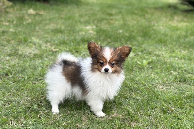 Папийоны от Чемпионов от генетически здоровых родителей